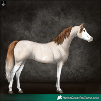 Horse Color:Red Dun Roan Splash Frame Rabicano