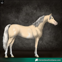 Horse Color:White Spotted Gold Cream Champagne