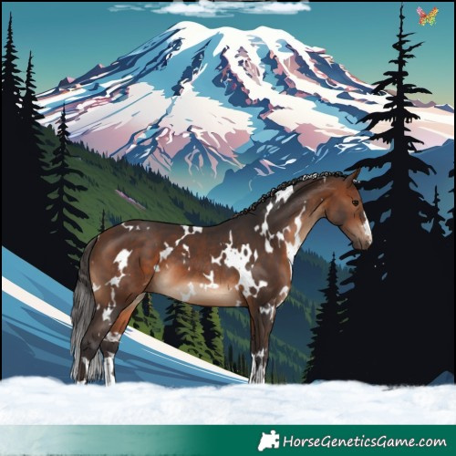 Horse Color:White Spotted Brown 
