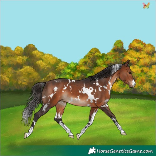 Horse Color:White Spotted Brown 