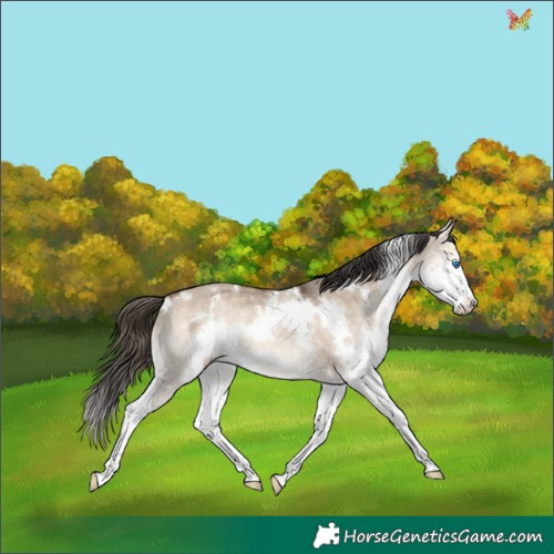 Horse Color:White Spotted Bay Dun Splash 
