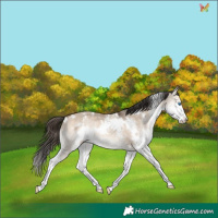 Horse Color:White Spotted Bay Dun Splash