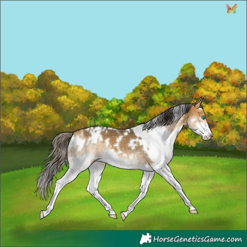 Horse Color:White Spotted Buckskin Splash 