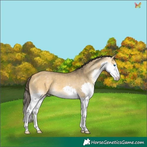 Horse Color:Buckskin Dun Splash 