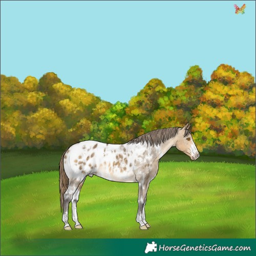 Horse Color:White Spotted Buckskin Dun Appaloosa 