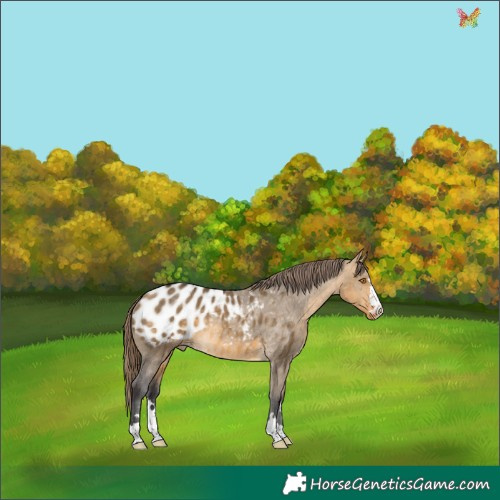 Horse Color:Buckskin Dun Appaloosa 