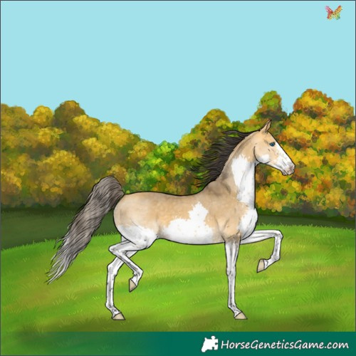 Horse Color:Buckskin Dun Splash 