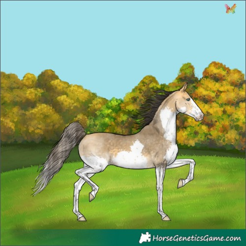 Horse Color:Buckskin Dun Splash 