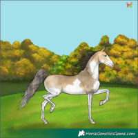 Horse Color:Buckskin Dun Splash 