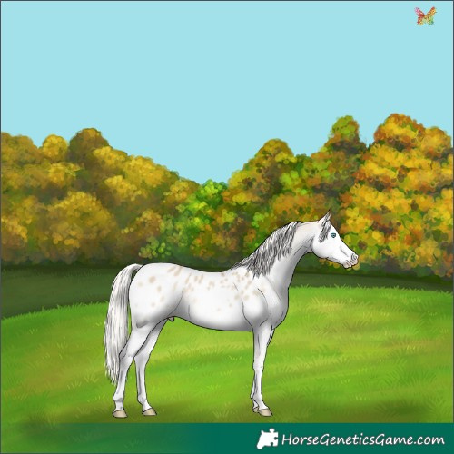 Horse Color:Silver Sable Cream Champagne Dun Splash Appaloosa 