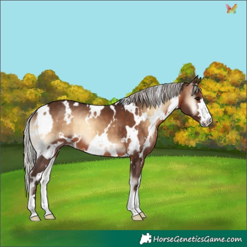 Horse Color:White Spotted Silver Brown Onyx 