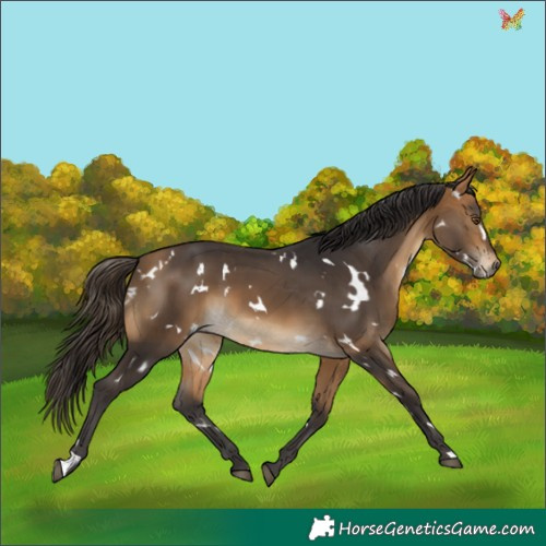 Horse Color:White Spotted Buckskin 