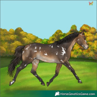 Horse Color:White Spotted Buckskin 