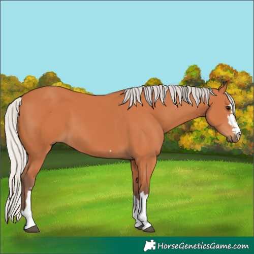 Horse Color:Silver Bay 