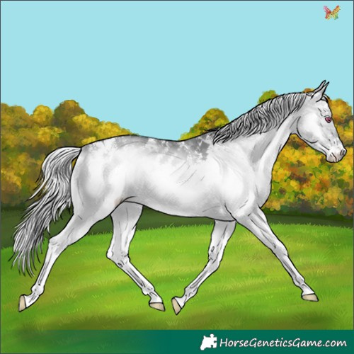 Horse Color:White Spotted Silver Brown Chinchilla Onyx 