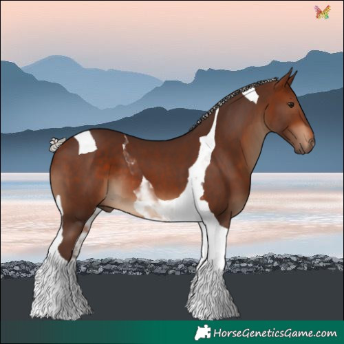 Horse Color:Silver Brown Tobiano 