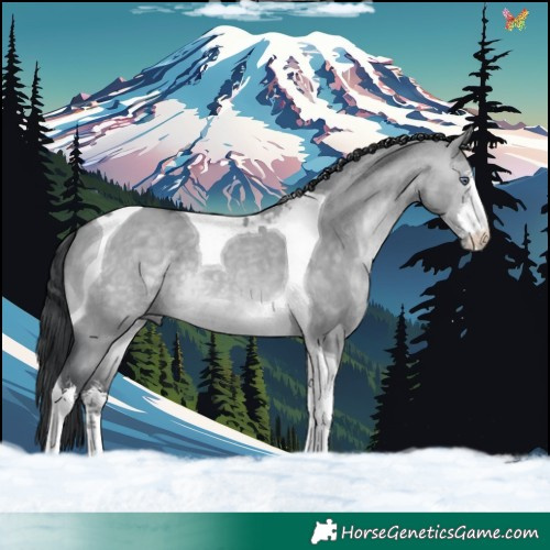Horse Color:White Spotted Brown Chinchilla Dun Tobiano 