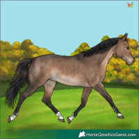 Horse Color:Brown Dun 