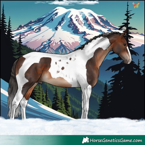 Horse Color:Bay Tobiano 