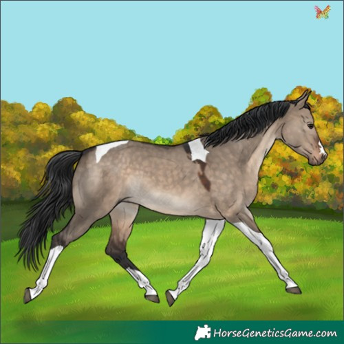 Horse Color:Brown Dun Tobiano 