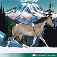 Horse Color:Brown Dun Tobiano 