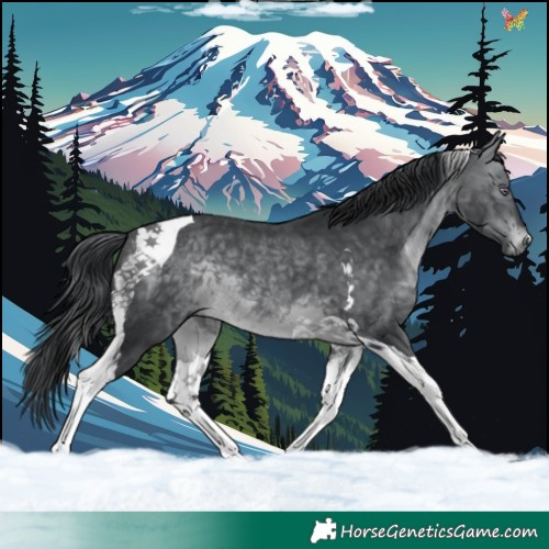 Horse Color:Brown Chinchilla Tobiano 