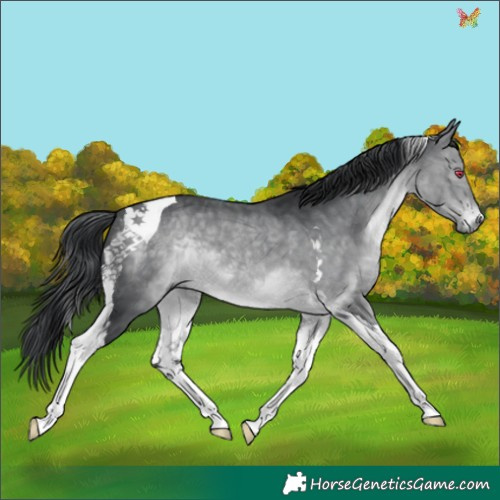 Horse Color:Brown Chinchilla Tobiano 