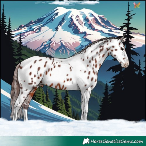 Horse Color:Chocolate Brown Tobiano Near Leopard 