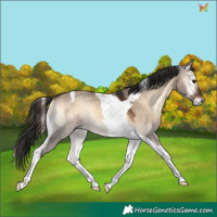 Horse Color:Brown Onyx Tobiano 