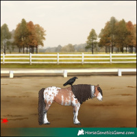 Horse Color:White Spotted Bay Appaloosa 