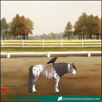 Horse Color:White Spotted Bay Appaloosa 
