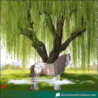 Horse Color:White Spotted Bay Appaloosa 