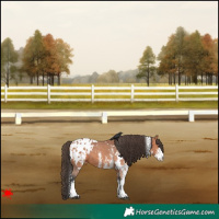 Horse Color:White Spotted Bay Appaloosa