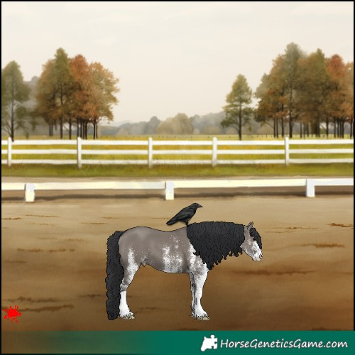 Horse Color:White Spotted Grullo 