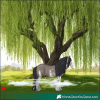 Horse Color:White Spotted Grullo 