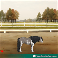 Horse Color:White Spotted Grullo 