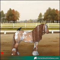 Horse Color:White Spotted Red Dun 