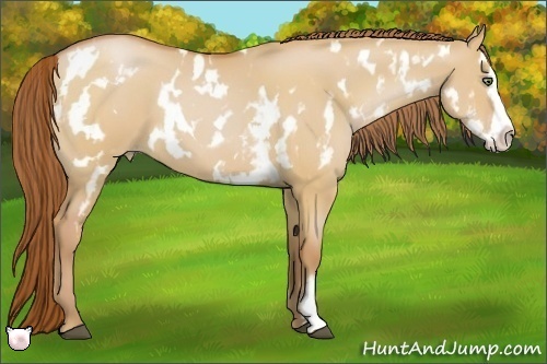 Horse Color:White Spotted Bay Pearl Dun Sabino Splash Frame 