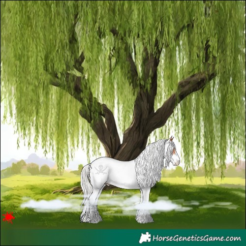 Horse Color:White Spotted Silver Bay Appaloosa 