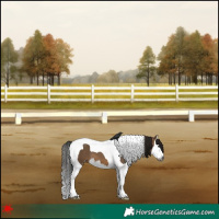 Horse Color:Gray Brown Dun Splash Tobiano Appaloosa 