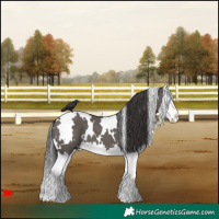 Horse Color:White Spotted Smoky Grullo Splash 