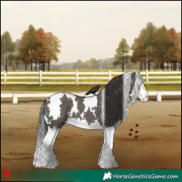 Horse Color:White Spotted Smoky Grullo Splash 