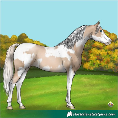 Horse Color:Chocolate Palomino Pearl Tobiano Frame  and Chocolate Palomino Pearl Tobiano Frame 
