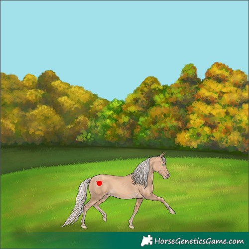 Horse Color:Gold Cream Champagne