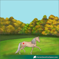 Horse Color:Gold Cream Champagne 