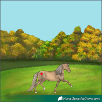 Horse Color:Gold Champagne 
