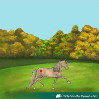 Horse Color:Gold Champagne 