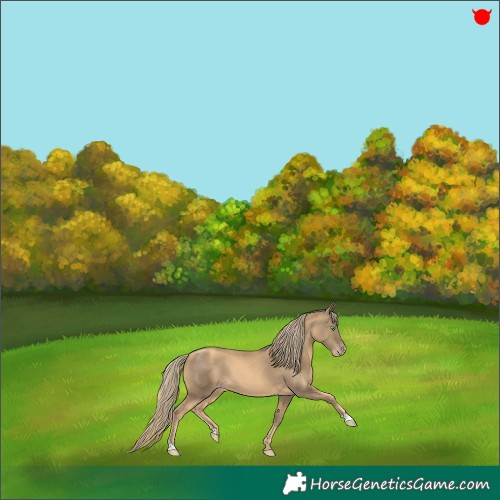 Horse Color:Gold Champagne