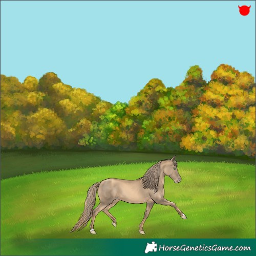 Horse Color:Gold Champagne