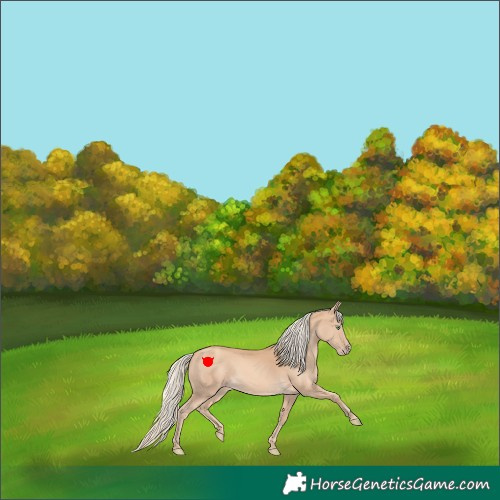 Horse Color:Gold Cream Champagne 